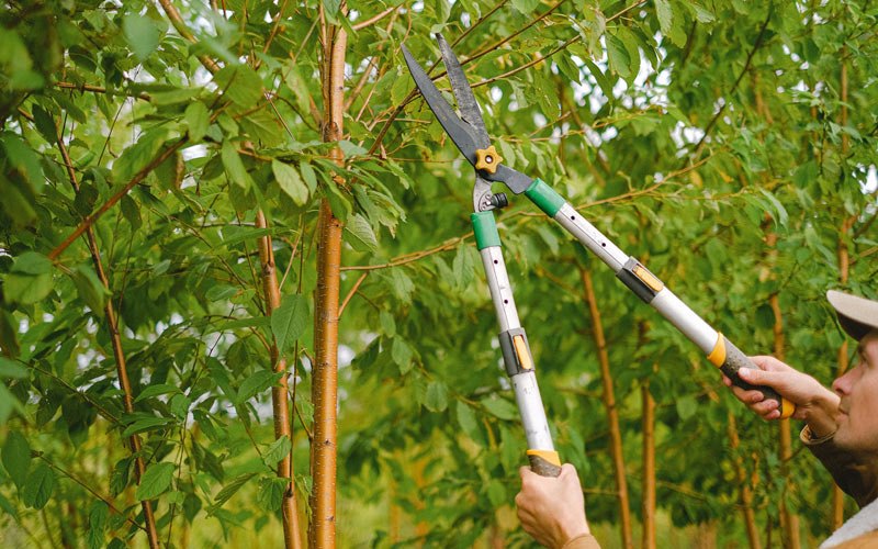 Tree trimming in Snowmass, CO